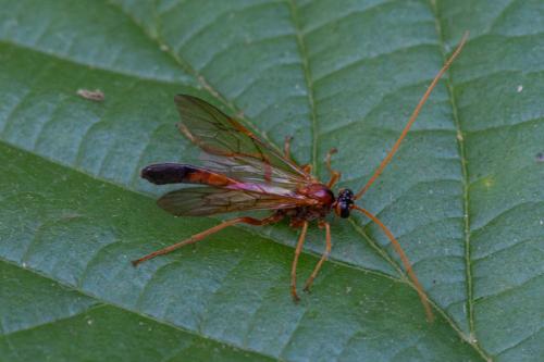 Réf. 217 118 : Eremotylus marginatus